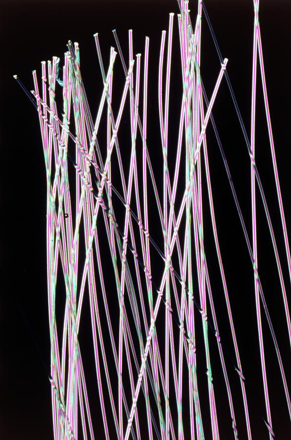 Polarised Light Micrograph Of Nylon Fibres Photograph by Sidney Moulds ...