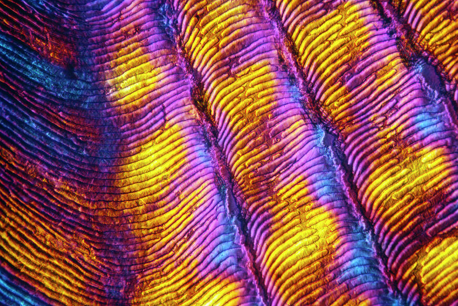 Polarised Lm Of Scales Of The Bluegill Fish Photograph by Stephen A. Skirius/science Photo Library