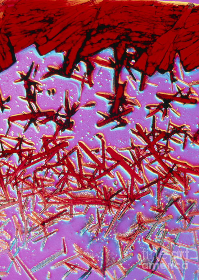 Polarized Lm Of Crystals Of Vitamin B12 #1 Photograph by Claude Nuridsany and Marie Perennou