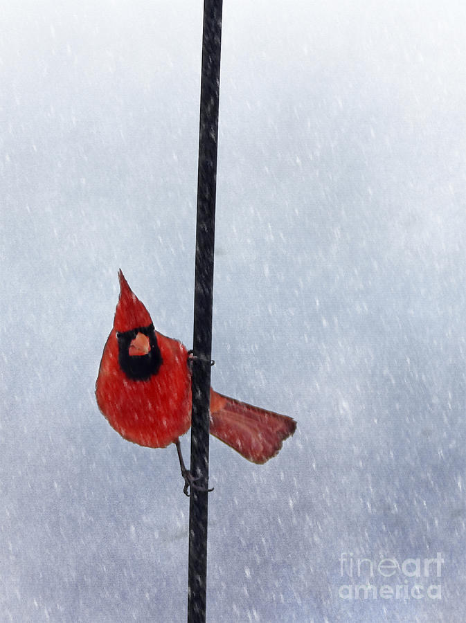 Cardinal Photograph - Pole Dancing Cardinal by Darren Fisher