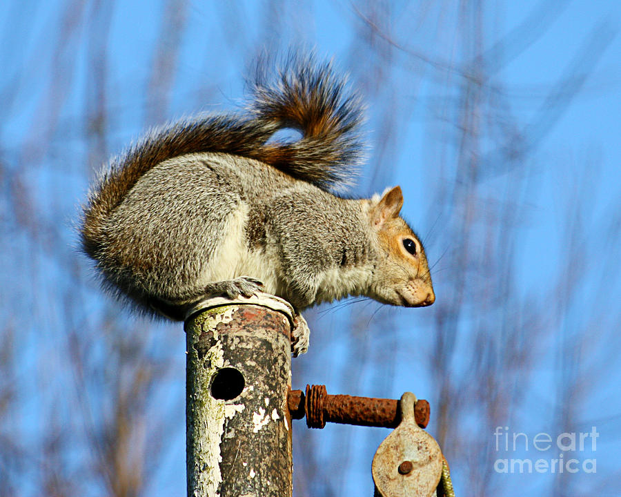 Pole Dancing Squirrel Photograph by Terri Waters