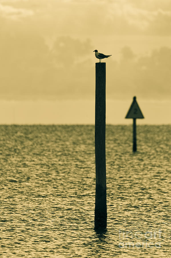 Seagull Photograph - Pole Position by Marvin Spates