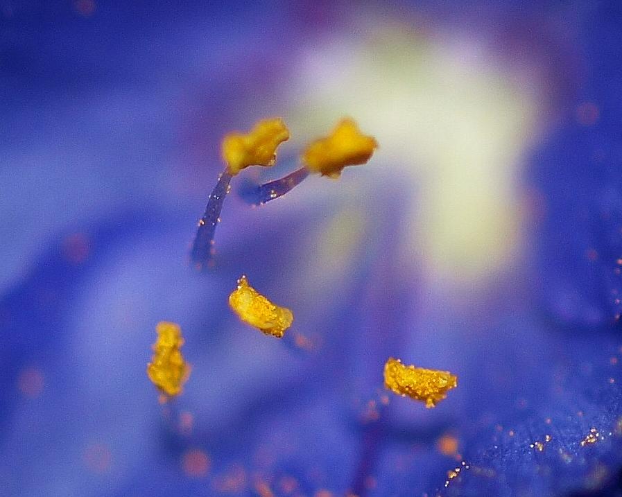 Nature Photograph - Polemonium caeruleum by Ann Dithmer