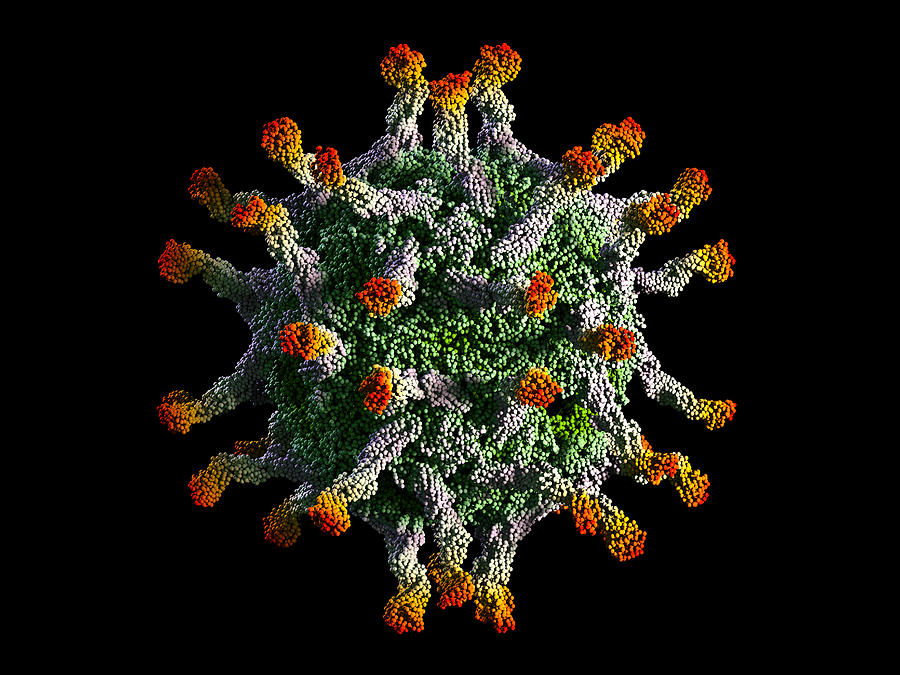 Polio Virus Capsid Photograph by Theasis
