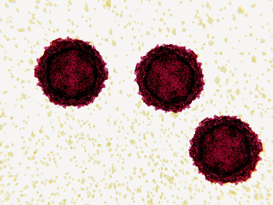 Poliovirus, 3d Illustration Photograph by Juan Gaertner