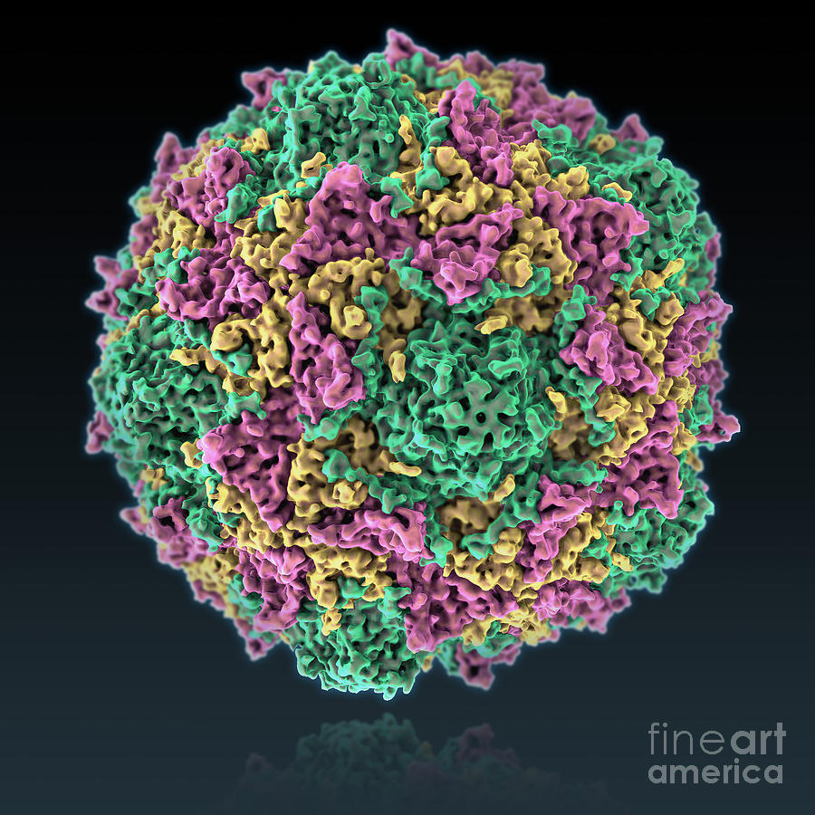 Poliovirus Photograph by Evan Oto