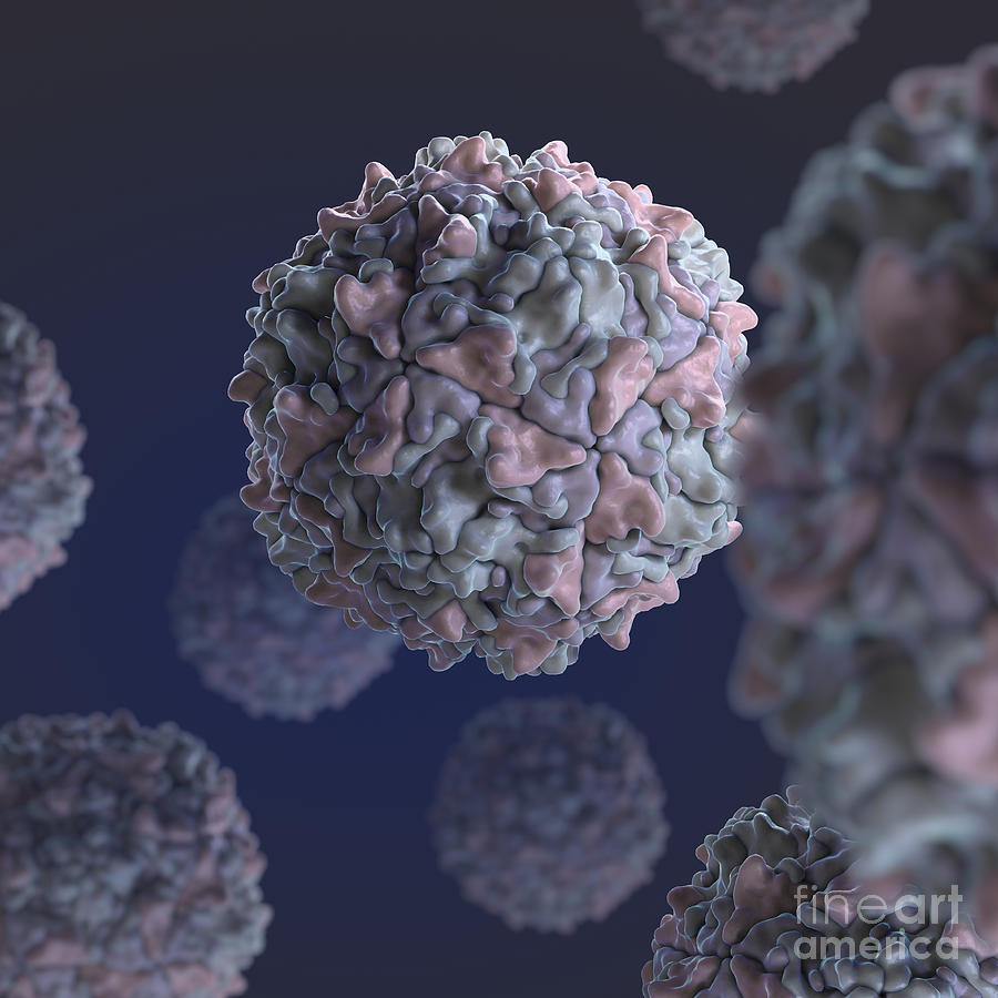 Poliovirus Photograph by Science Picture Co