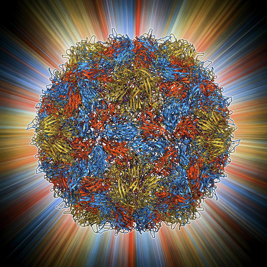 Alpha Helix Photograph - Poliovirus Type 3 Capsid by Laguna Design