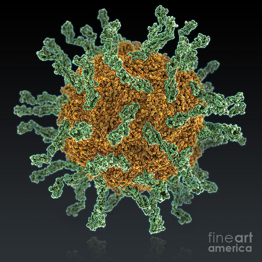 Poliovirus Type I Photograph by Evan Oto