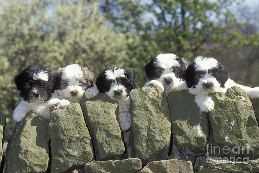 Farm Animals Photograph - Polish Lowland Sheepdog Puppies by John Daniels