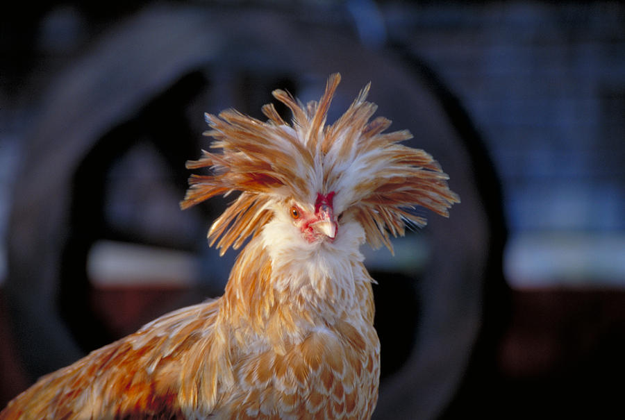 Polish Rooster Photograph by Bonnie Sue Rauch