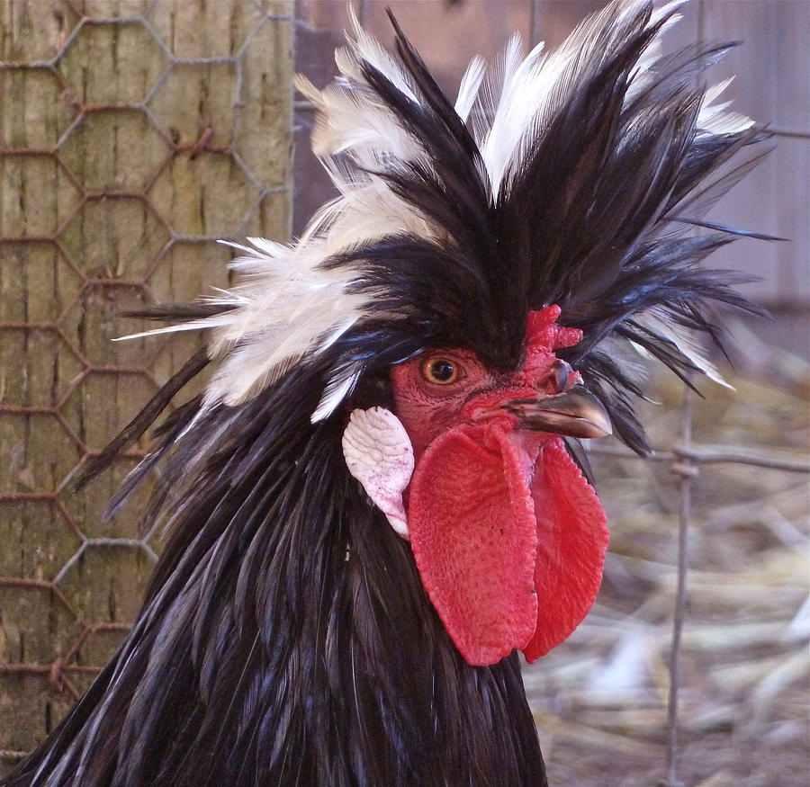 Polish rooster Photograph by K L Kingston