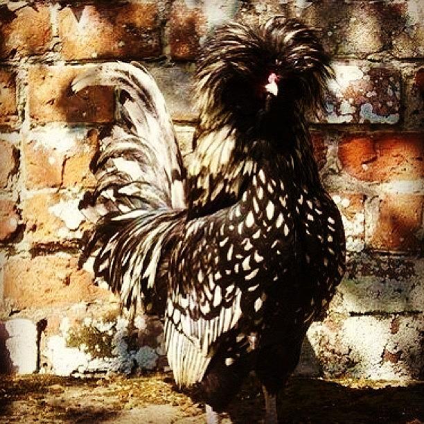 Polish Silver Laced, Bantam Chicken! Photograph by Susan Crowley - Fine ...