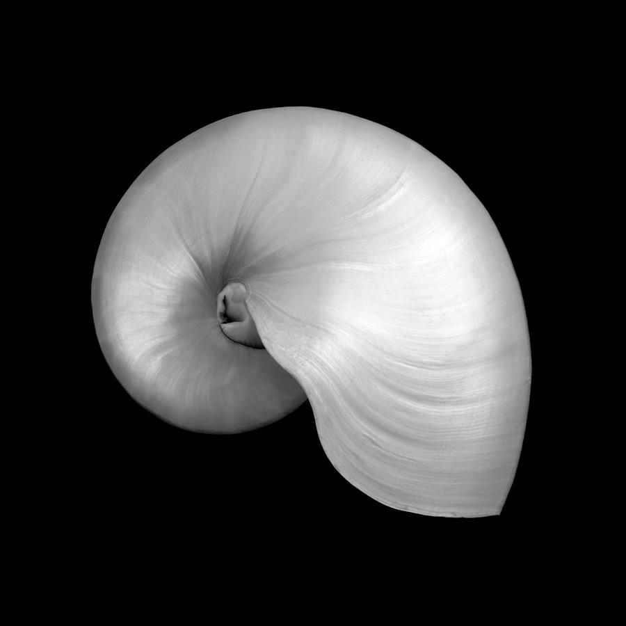 Polished Nautilus shell Photograph by Jim Hughes
