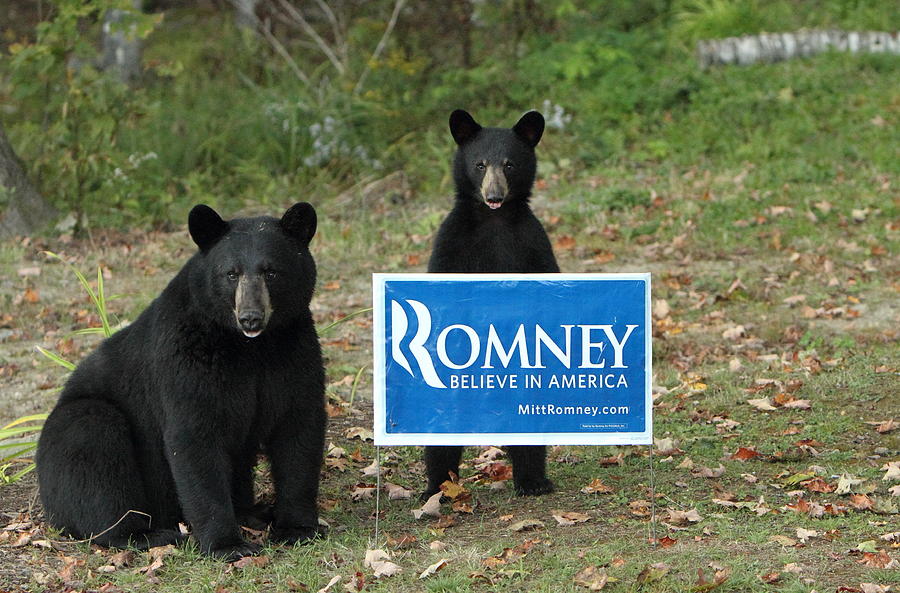 Political Bears Photograph by Duane Cross
