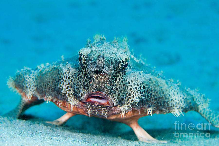Polka-dot Batfish Photograph by David Fleetham