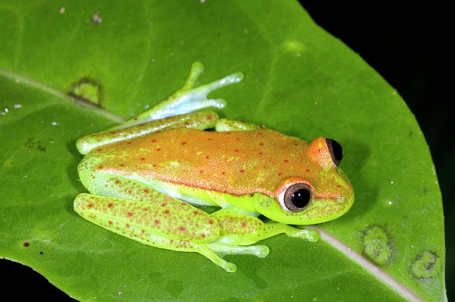 Polka Dot Treefrog Photograph by Dr Morley Read/science Photo Library
