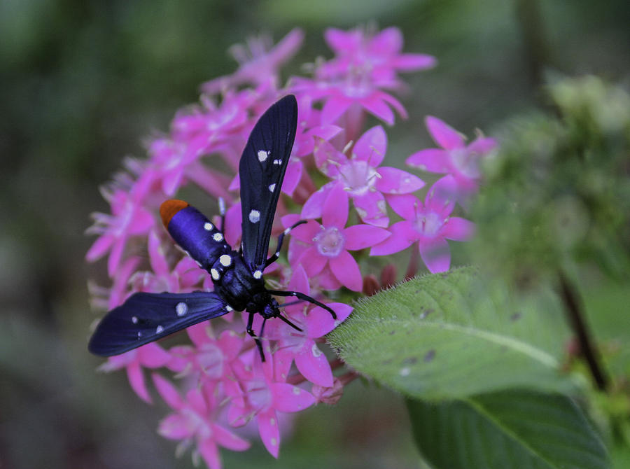 Polka Dot Wasp Moth Photograph by Karen Stephenson