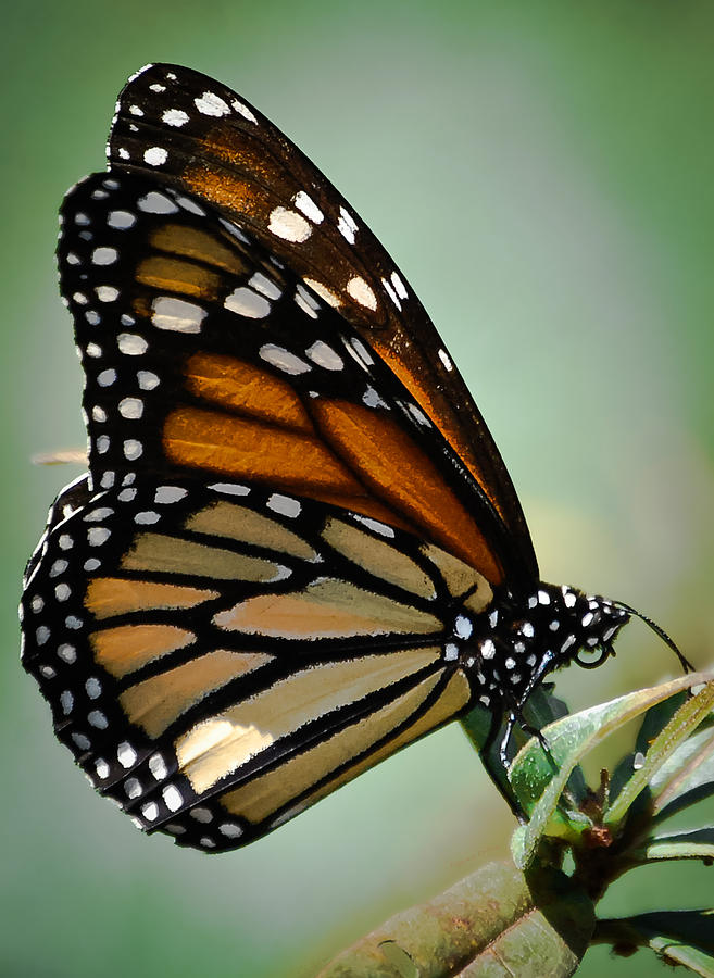 Butterfly Photograph - Polka Dots and Wings by DigiArt Diaries by Vicky B Fuller