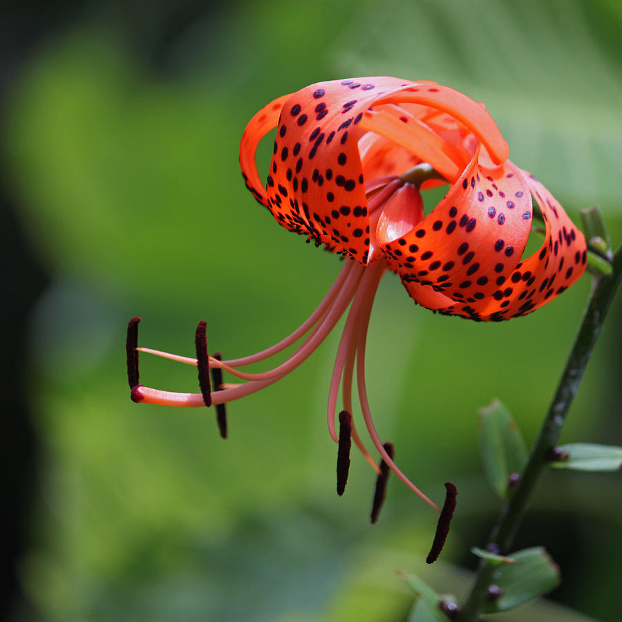 Tiger Lily II Photograph by Suzanne Gaff
