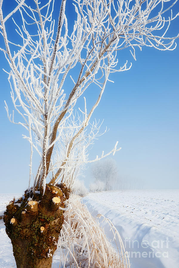 Pollard Willow in a snowy environment Photograph by Nick  Biemans