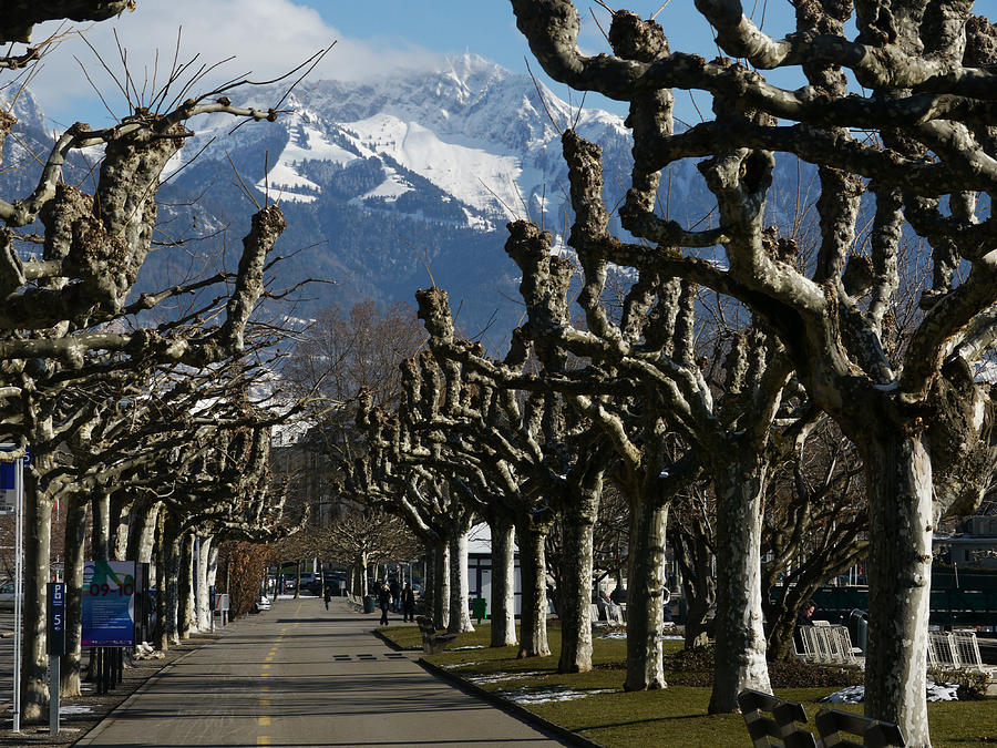 Pollarded Plane Trees, Switzerland Photograph by Adam Sylvester