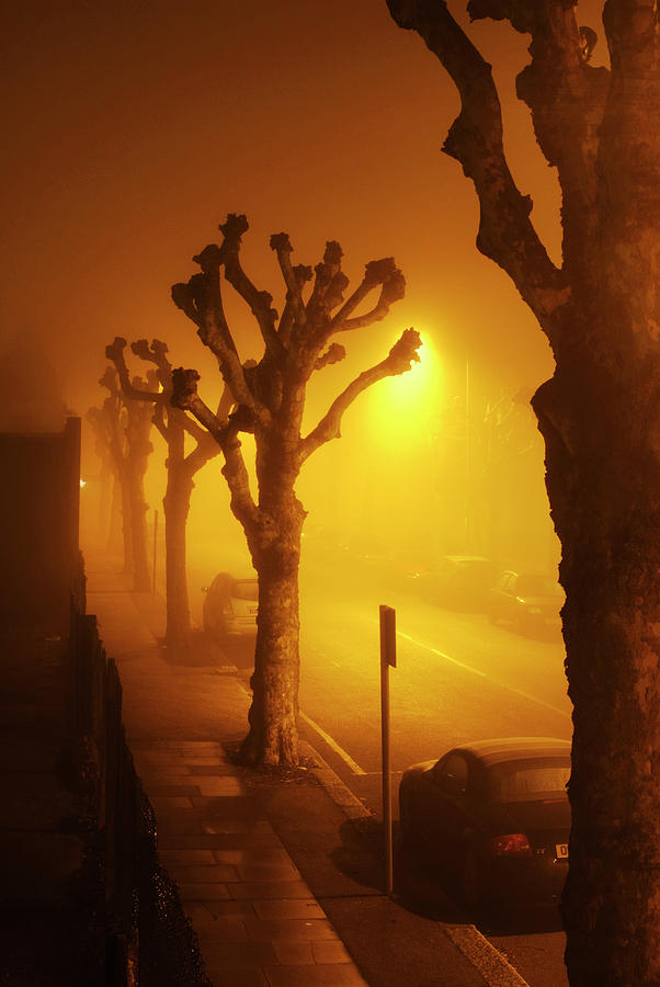 Pollarded Trees In Fog Photograph by Gustoimages/science Photo Library