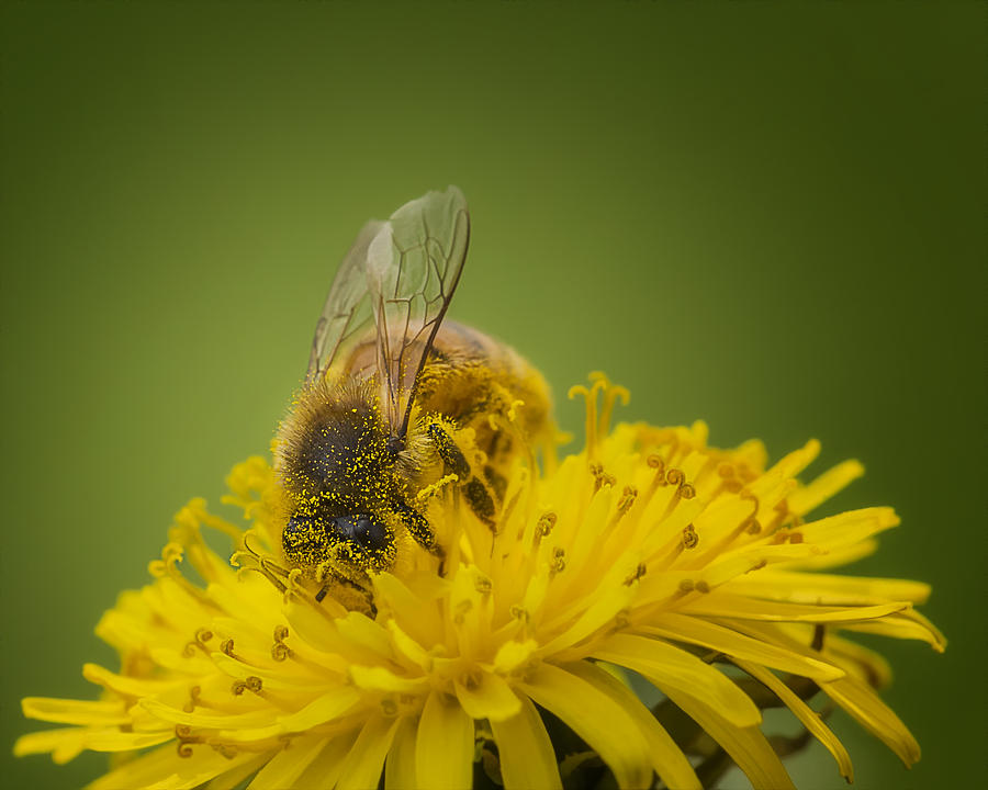 Pollen Addict Photograph by Bill and Linda Tiepelman