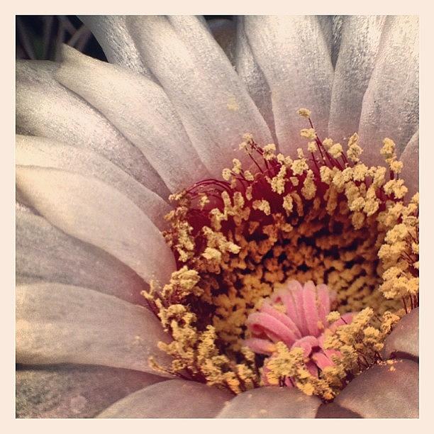 Nature Photograph - Pollen And Petals... #flowers #garden by Jenn Waite