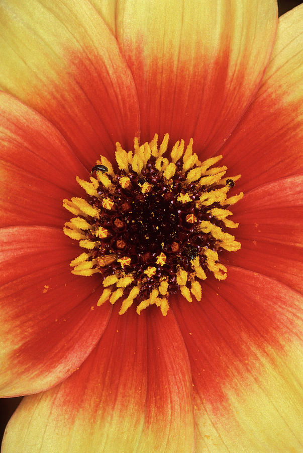 Pollen Beetles On A Dahlia Flower Photograph by Dr Jeremy Burgess ...