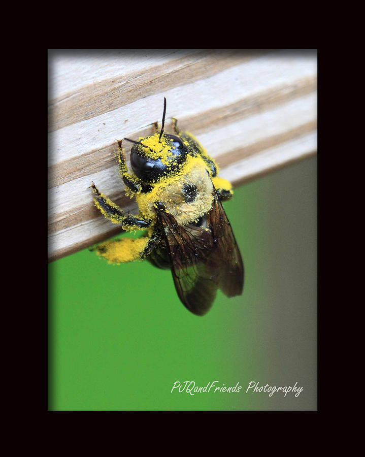 Pollen Buzz Photograph by PJQandFriends Photography