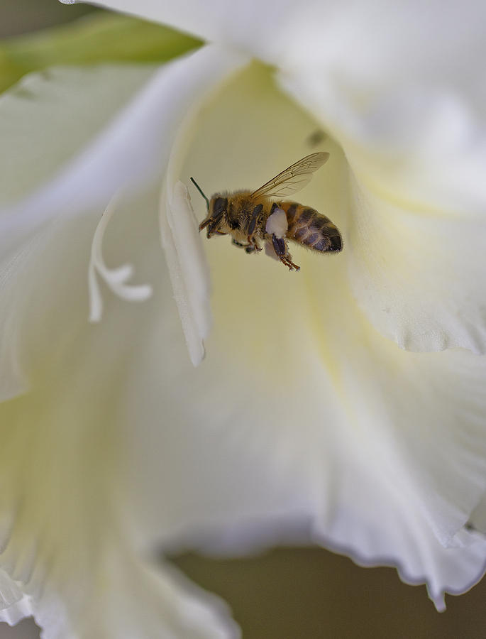 Pollen Carrier Bee Photograph by Maj Seda
