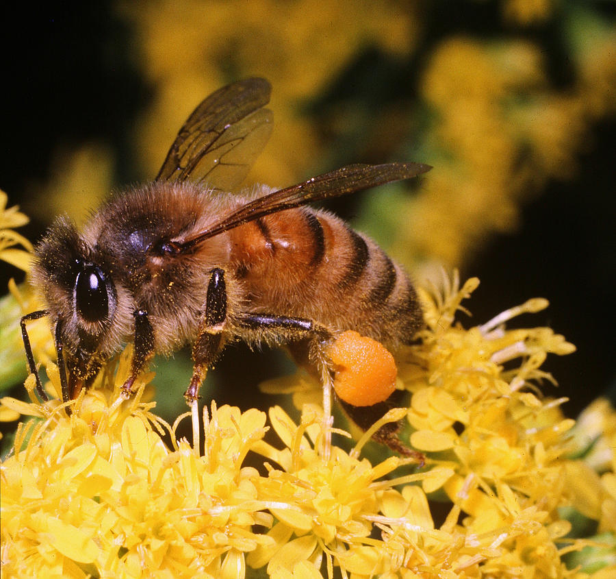 Pollen Collector Photograph by John Topman