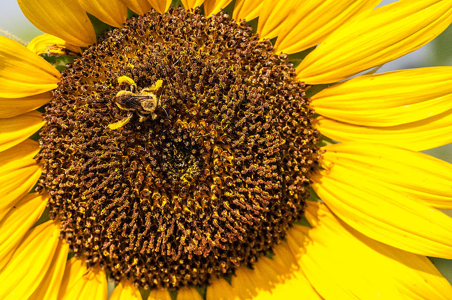 The Sunflower and the Bee Photograph by Victor Culpepper