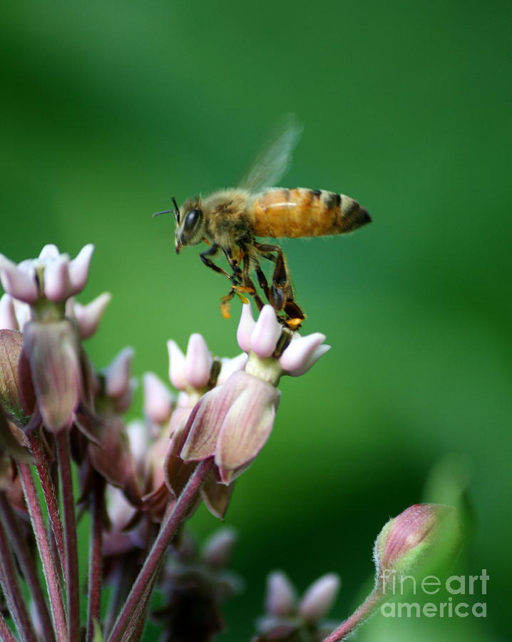 Bee Photograph - Pollen Dance by Neal Eslinger