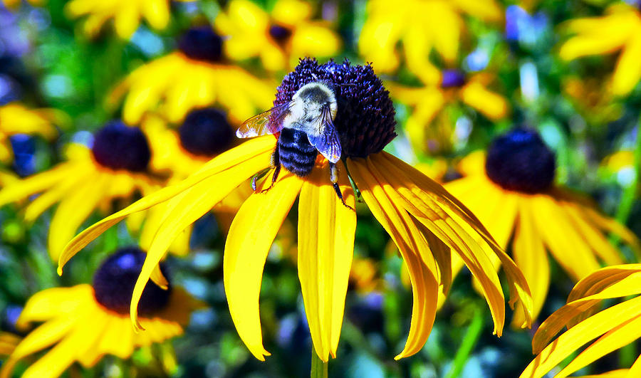 Pollen Friends Photograph by Art Dingo