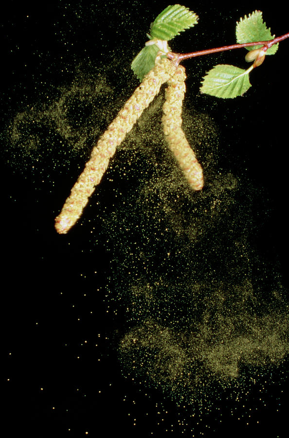 Березовая пыльца