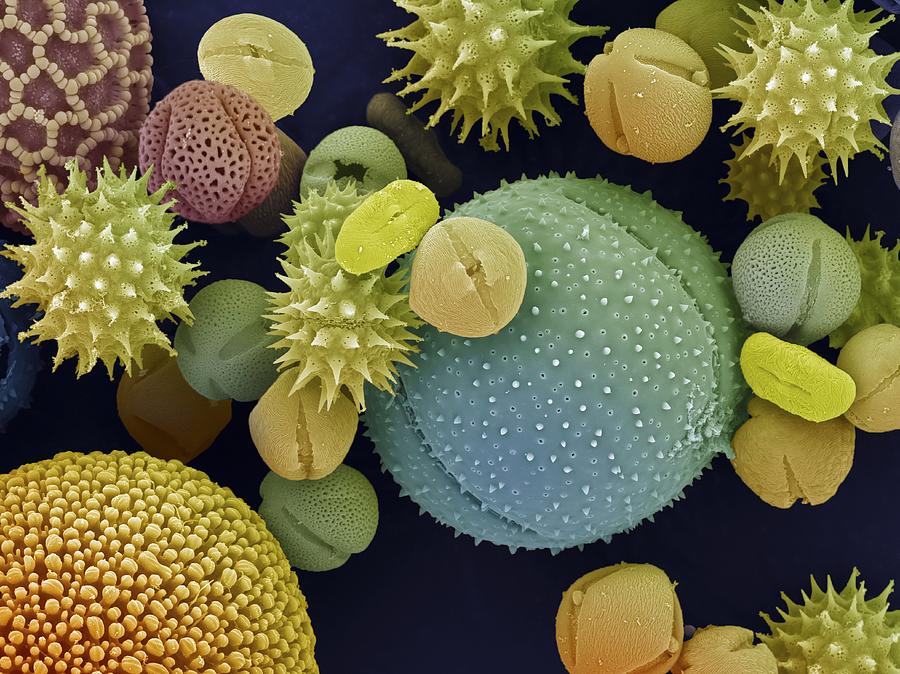 Pollen Grains Photograph by Ami Images/science Photo Library