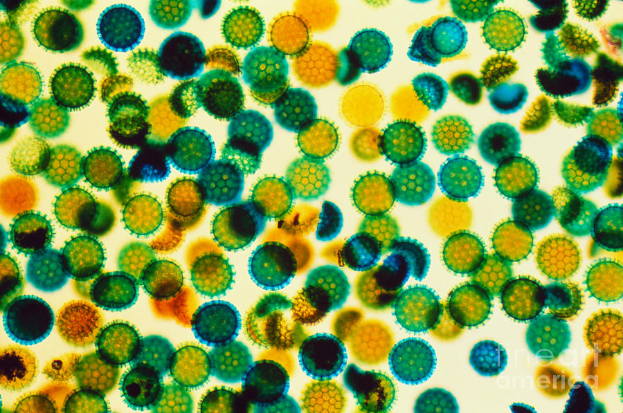 Pollen Grains Lm Photograph by Jacana