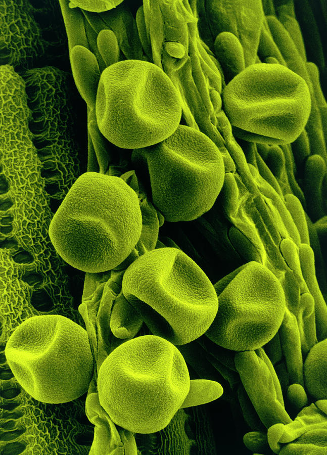 Pollen Grains On Stigma Of Meadow Grass Photograph by Dr Jeremy Burgess/science Photo Library.