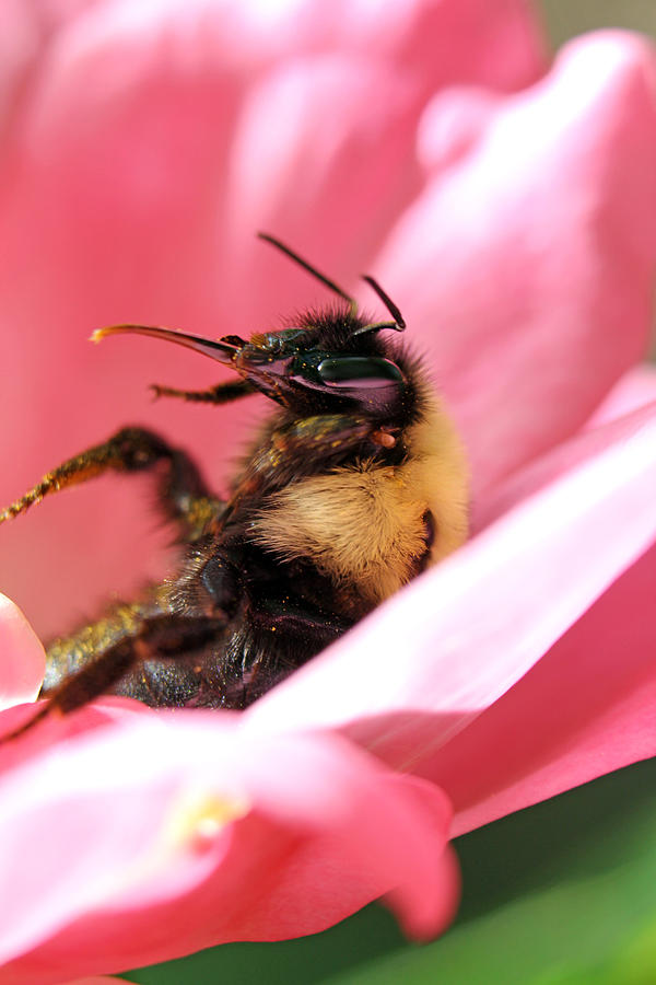 Pollen High Photograph by Jennifer Robin