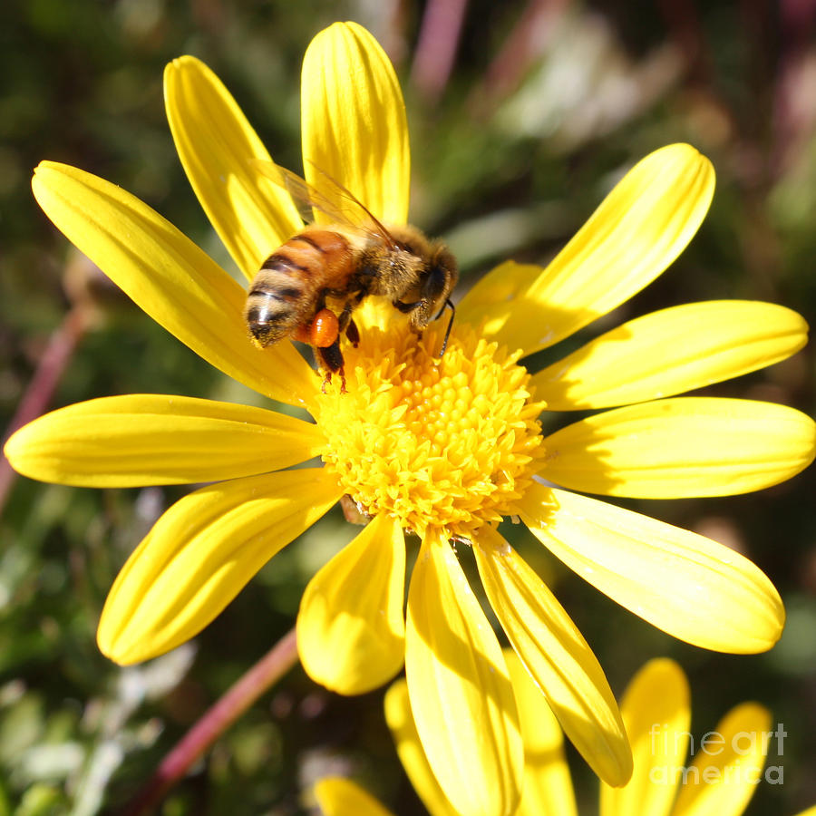 Pollen-Laden Bee on Yellow Daisy Photograph by Carol Groenen
