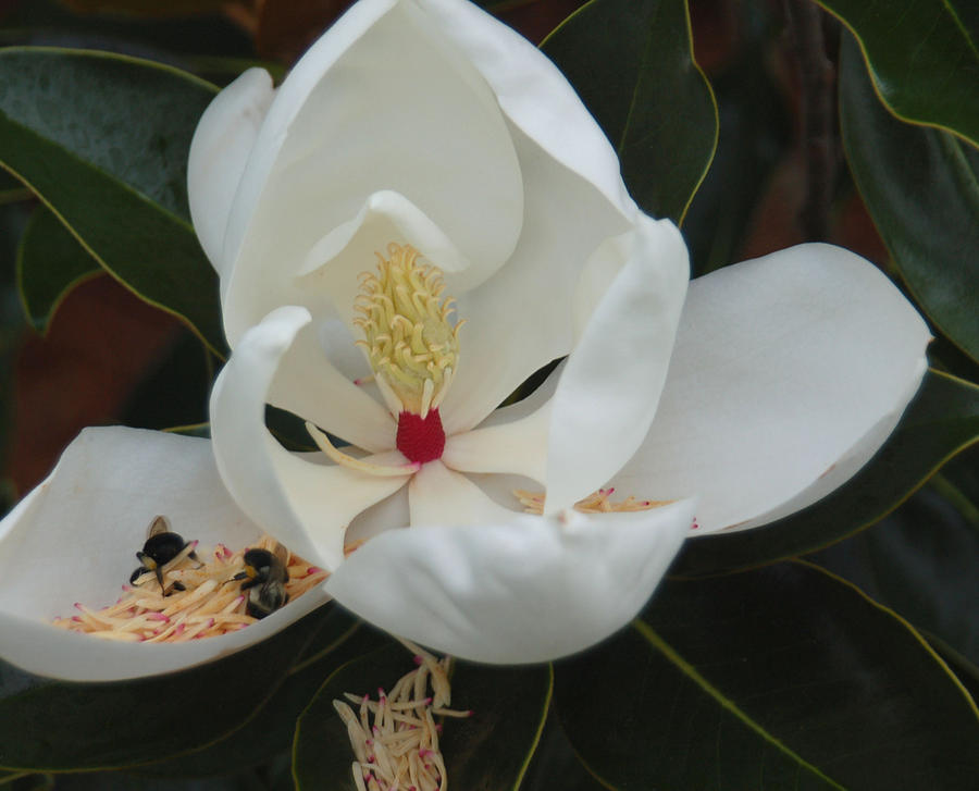 Magnolia Movie Photograph - Pollen Party by Suzanne Gaff