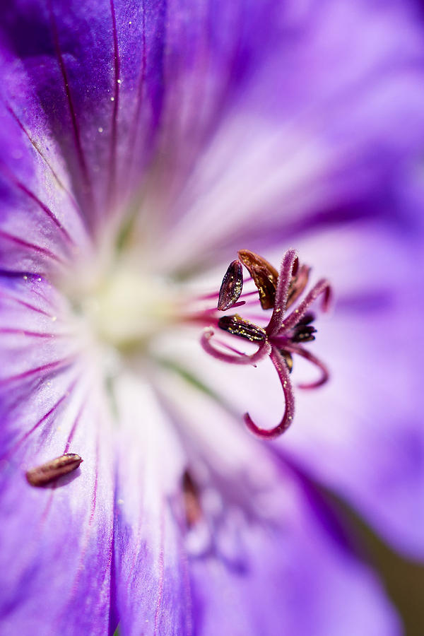 Pollen  Photograph by Priya Ghose