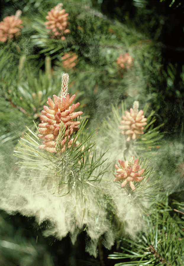 Pollen Release by Dr Jeremy Burgess/science Photo Library