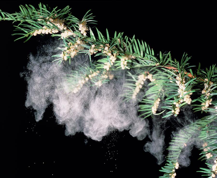 Nature Photograph - Pollen Shower From A Yew Branch by Dr Jeremy Burgess/science Photo Library