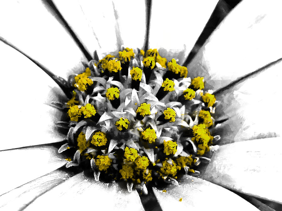 Daisy Photograph - Pollen  by Steve Taylor