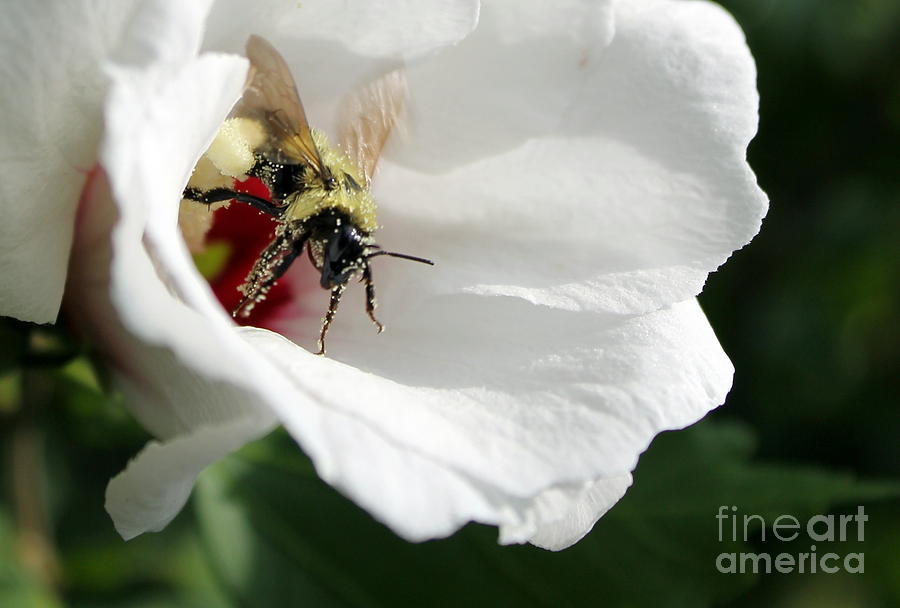 Flower Photograph - Pollenated bumblebee by Renee Croushore