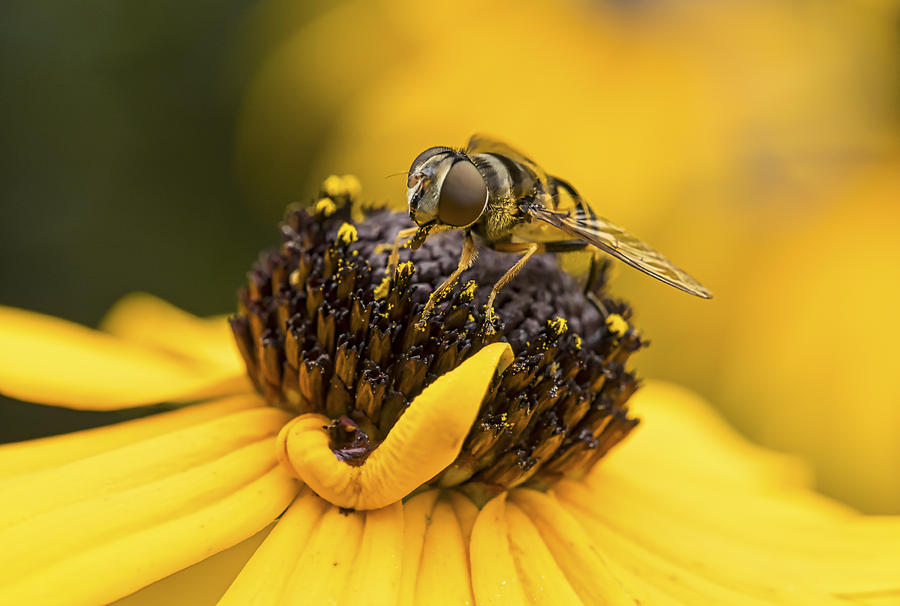 Pollenator Photograph by David Kay