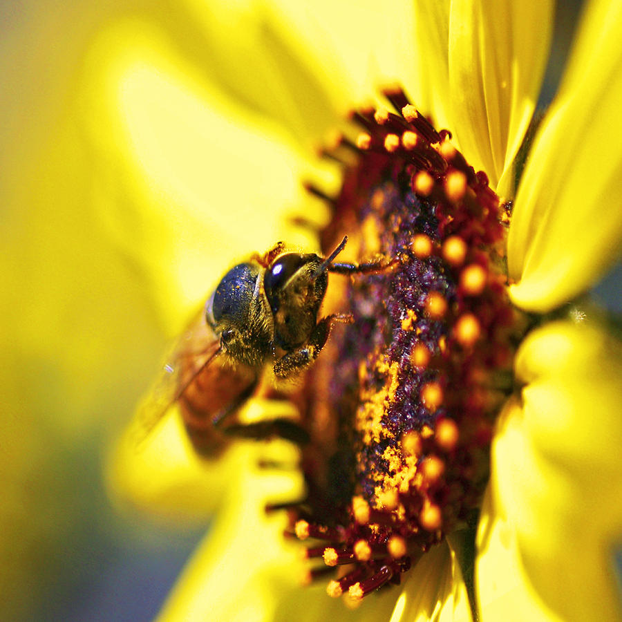 Pollinating Photograph by Gilbert Artiaga